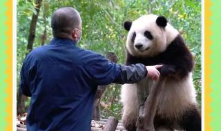 大熊猫花花的妈妈死亡